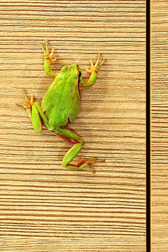 可爱的绿色青蛙家具
