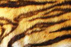 细节色彩斑斓的老虎皮毛