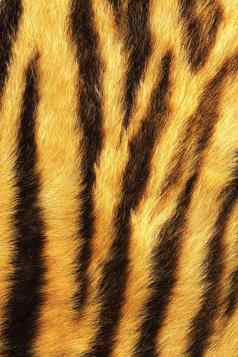 详细的老虎条纹皮毛