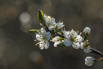 开<strong>花露水</strong>