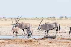 大羚羊喝水水潭北部纳米比亚