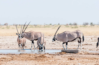 大羚羊喝水<strong>水潭</strong>北部纳米比亚