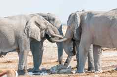 非洲大象喝水水潭北部纳米