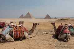 骆驼旅游吉萨高原埃及