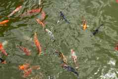 集团美丽的锦 鲤鲤鱼鱼游泳自然清晰的池塘