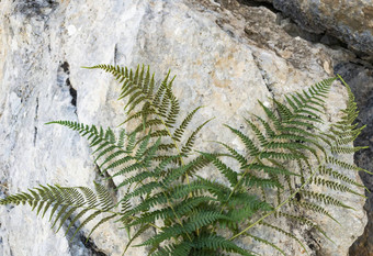 孢子形成蕨类植物