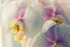 水滴下降白色兰花
