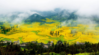 油菜场油菜籽花场早....雾罗平中国