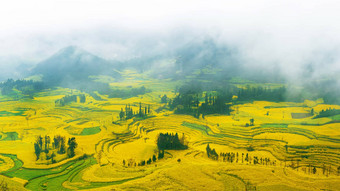 油菜场油菜籽花场早....雾罗平中国