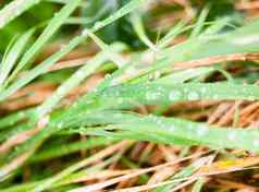 关闭水露水滴雨水叶片绿色酱