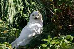 雪猫头鹰断续器斯堪的纳维亚大白色鸟