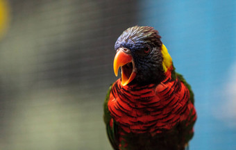 彩虹吸蜜鹦鹉被称为毛滴虫莫鲁卡努斯