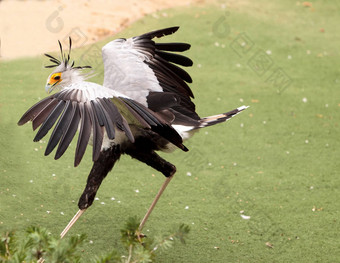 secretarybird<strong>射手座</strong>serpentarius