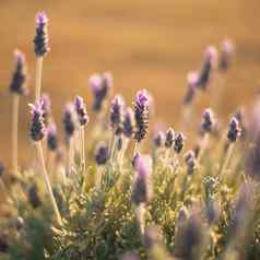 美丽的深紫色的薰衣草植物自然