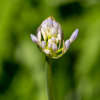 特写镜头肖像开放蓝色的莉莉