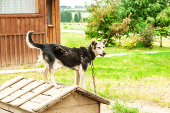 狗站<strong>养犬</strong>