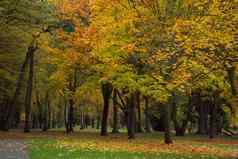 秋天公园树叶子照片美丽的图片巴克