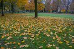 背景色彩斑斓的秋天叶子森林地板上
