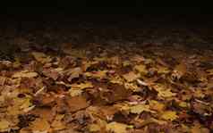 背景色彩斑斓的秋天叶子森林地板上