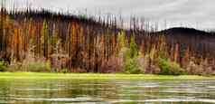 北方森林yuokon河摧毁了火
