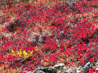 red-golden高山植被背景