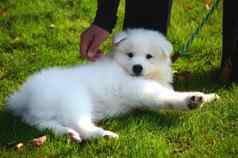 男孩玩可爱的宠物狗白色日本斯帕斯小狗街阳光明媚的一天