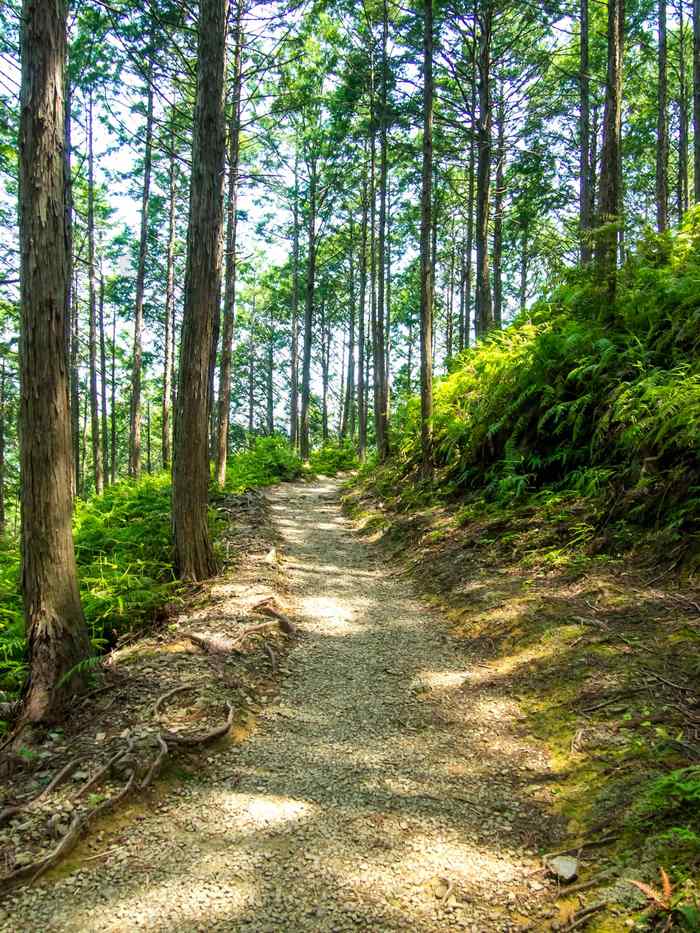 世界遗产森林熊野古道日本