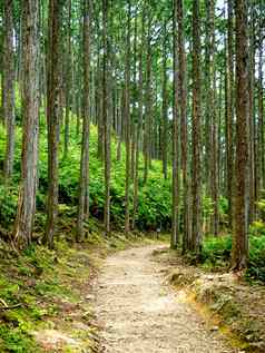 世界遗产森林熊野古道日本