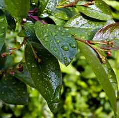 水滴叶子雨