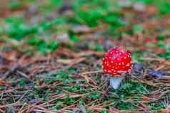 红色的有毒的安妮塔蘑菇