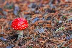 红色的有毒的安妮塔蘑菇