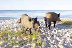 野生猪家庭走海海滩金沙