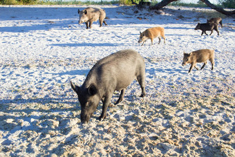 家庭野生猪走海海滩沿海金沙