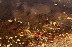 秋天练习曲倒下来的黄色的叶子水