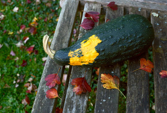 大观赏葫芦板凳上散落秋天叶子