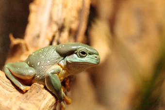 华丽的树青蛙绿眼美丽