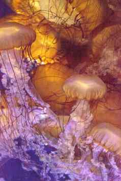 太平洋海荨麻被称为金缕梅灿烂