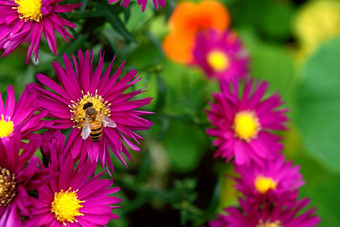 蜜蜂收集花蜜花粉米迦勒节雏菊