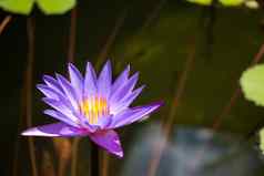 紫色的莲花池塘寺庙泰国象征和平