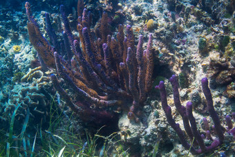 大礼帽海绵集团珊瑚礁