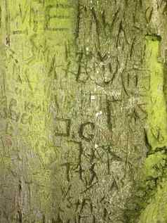 名字的首字母内存雕刻绿色树皮树