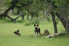 野生狗危险的哺乳动物动物非洲萨凡纳肯尼亚