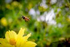 蜜蜂飞行黄色的花