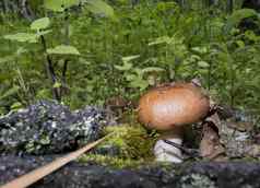 年轻的蘑菇增长草