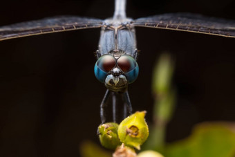 蓝色的蜻蜓休息植物