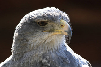 black-chestedbuzzard-eagle