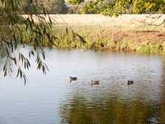 美丽的绿头鸭休息湖水表面前夏天