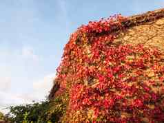 红色的挂死干秋天叶子房子墙首页