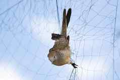 图像鸟在哪里附加网动物