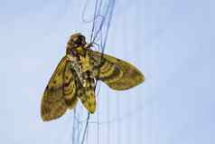 图像蝴蝶蛾附加网昆虫
